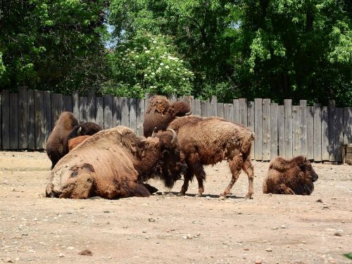 bison bison bison north american fauna