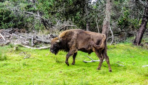 bison taurau force