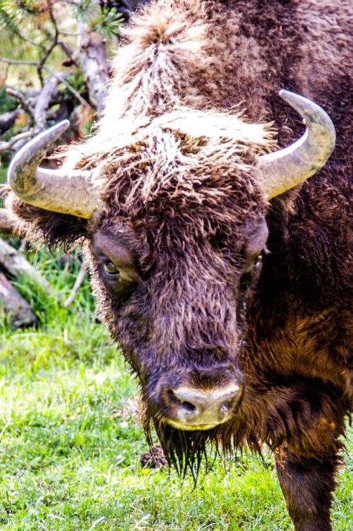 bison taurau force