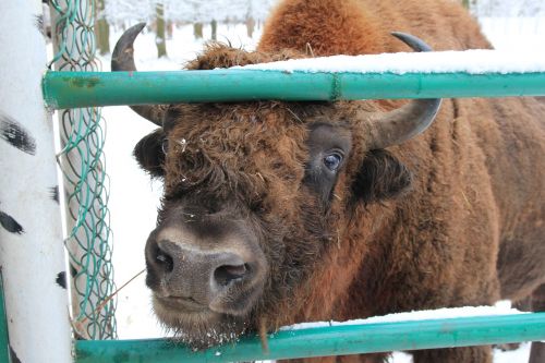 bison reserve animal