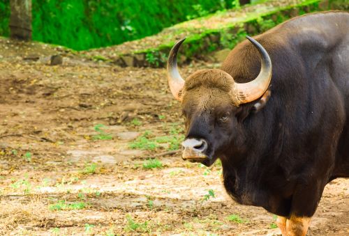 bison indian bison wild