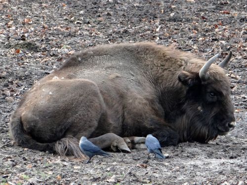 bison łożyskowiec bullish