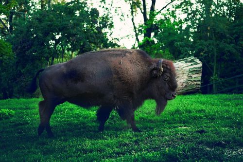 bison nature park