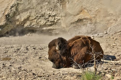 bison buffalo animal