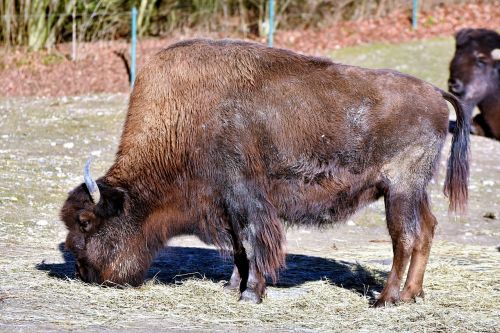 bison bison head bison bonasus