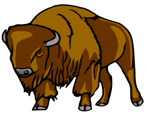 bison mammal animal