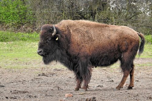 bison animal mammal