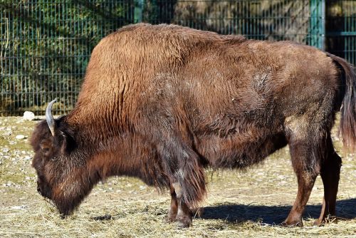 bison bison head bison bonasus