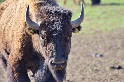 bison  buffalo  horns