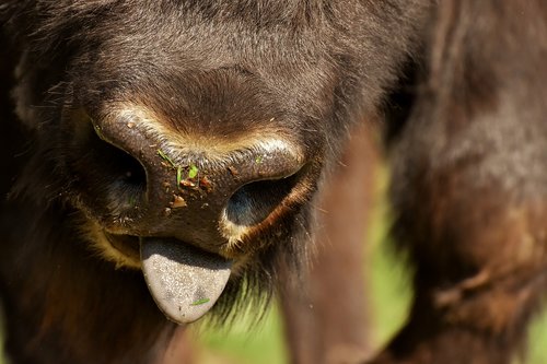 bison  wildpark poing  wild animal