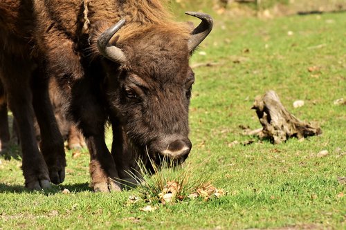 bison  wildpark poing  wild animal