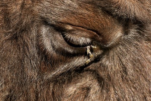 bison  eye  close up