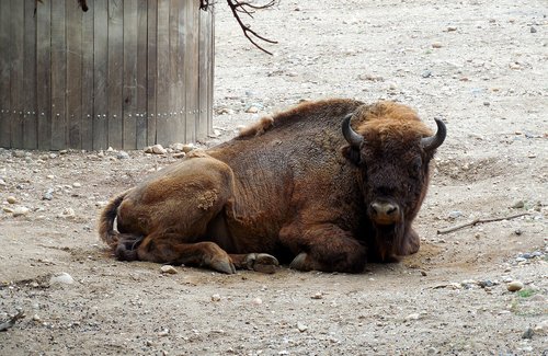 bison  rest  animal