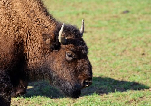 bison  buffalo  horns
