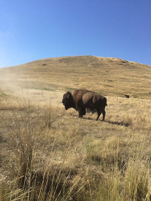 bison  yellowstone  buffalo