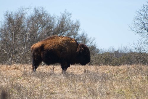 bison  animal  horns