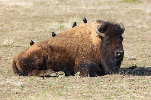 bison  buffalo  american