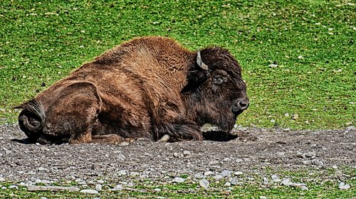 bison  wild animal  animal world