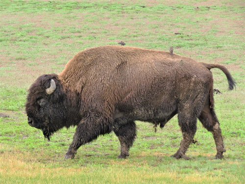 bison  yellowstone  hiking