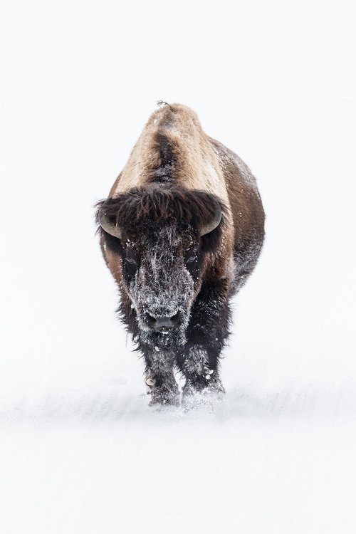 bison  buffalo  snow