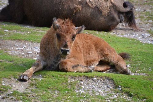 bison  buffalo  animal