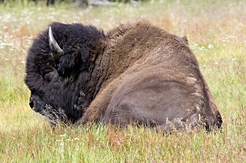bison  buffalo  lying down