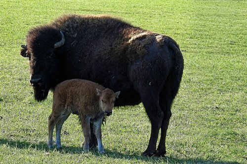 bison  calf  buffalo