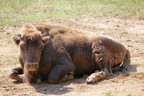bison  the european  tur
