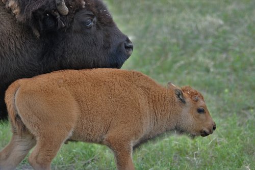 bison  buffalo  young bison