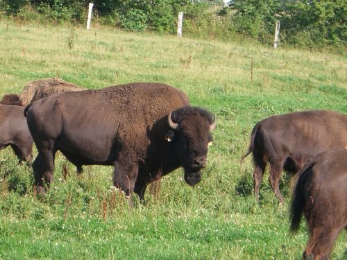 bison flock beef