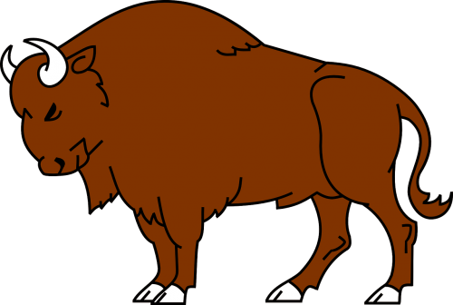 bison animal wild