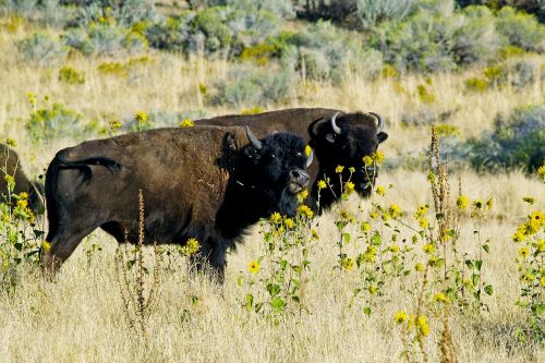 bison wildlife animal