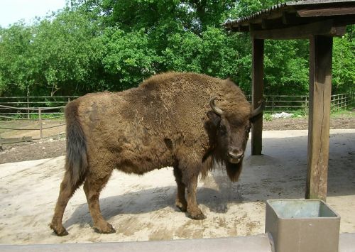 bison prairie mammal