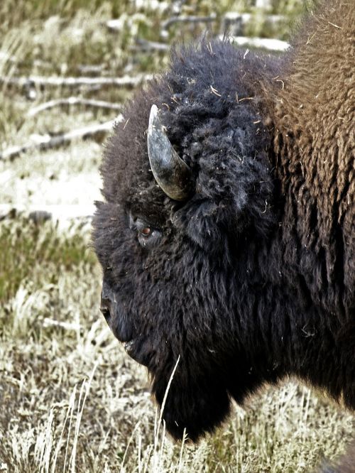bison head animal