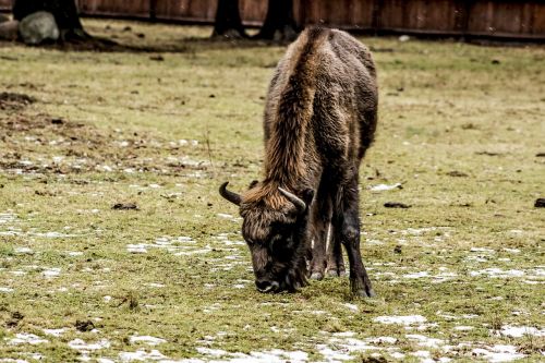 bison demonstration reserve lowland wisent
