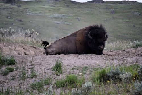 bison yellowstone national park usa