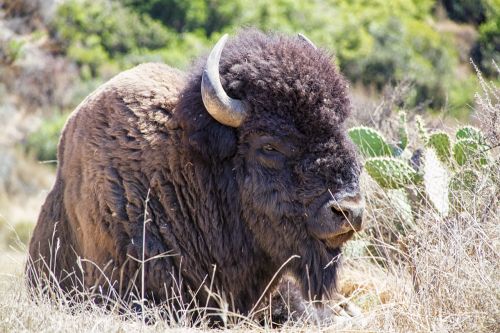 bison buffalo animal