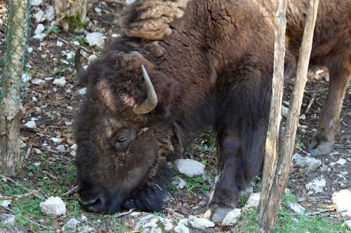 bison horns shaggy