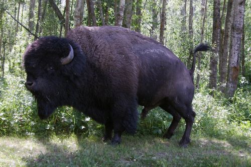 bison buffalo canada