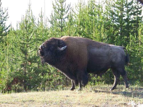 bison wyoming yellowstone
