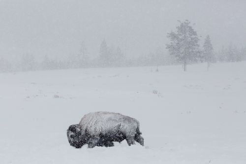 bison buffalo snow