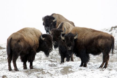 bison buffalo snow