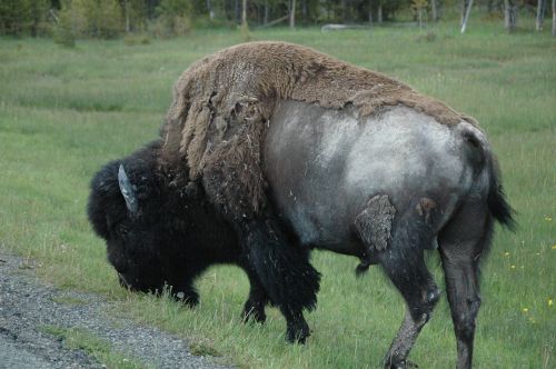 bison yellowstone animal
