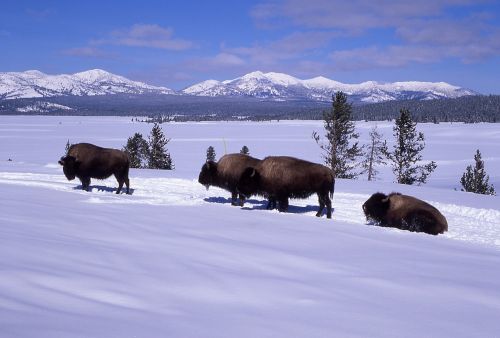 bison buffalo herd snow