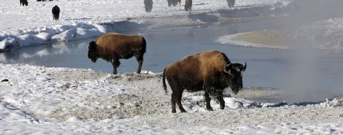 bison buffalo winter wildlife