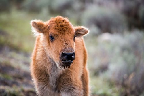 bison calf buffalo baby