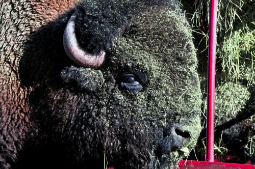 Bison Covered In Green Food
