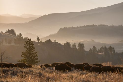bison herd wildlife buffalo
