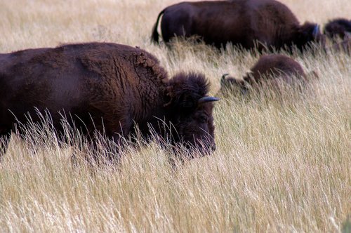 bison near kelly  bison  herd
