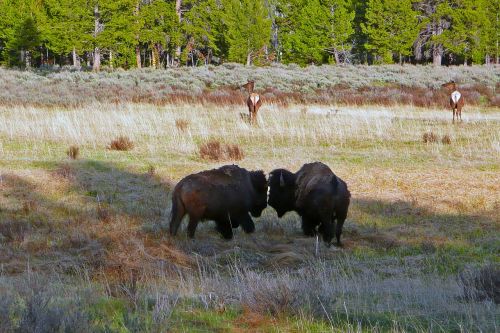 bisons yellowstone national park wyoming